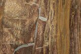 Polished Petrified Tropical Hardwood Slab - Texas #236505-1